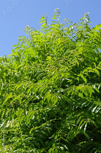 Neem plan tree in garden , Azadirachta indica