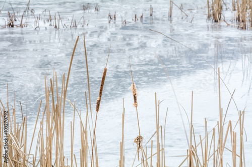 Frozen reeds over icy lake. Snowy winter landscape with dry froz