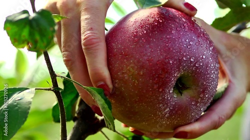 Apple in drops of water