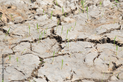 group of rice sprouts on cracked earth in rice field