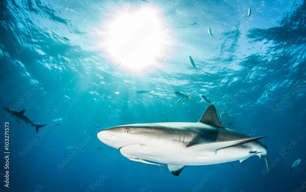 Fototapeta premium Caribbean reef shark