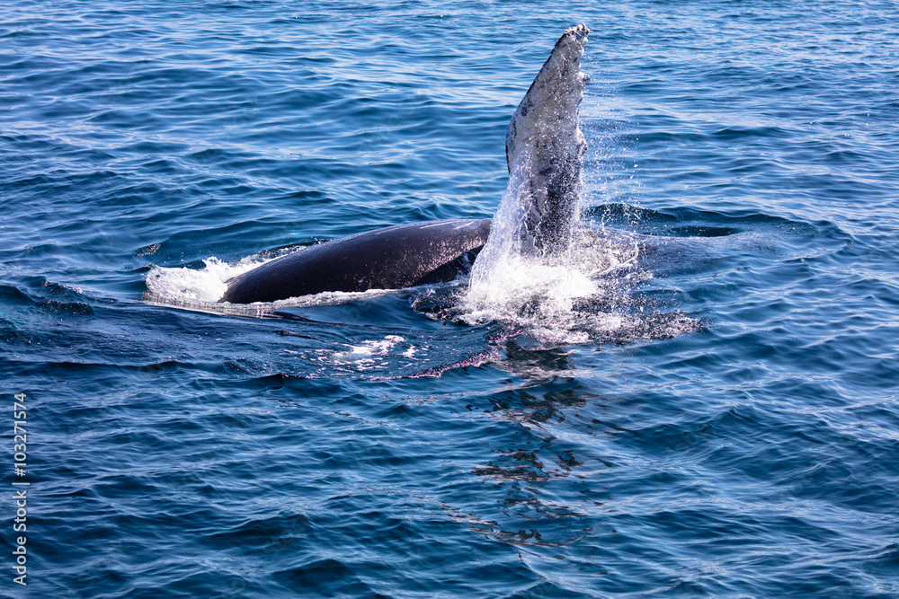 Fototapeta premium Whale tail , cape cod, cape cod
