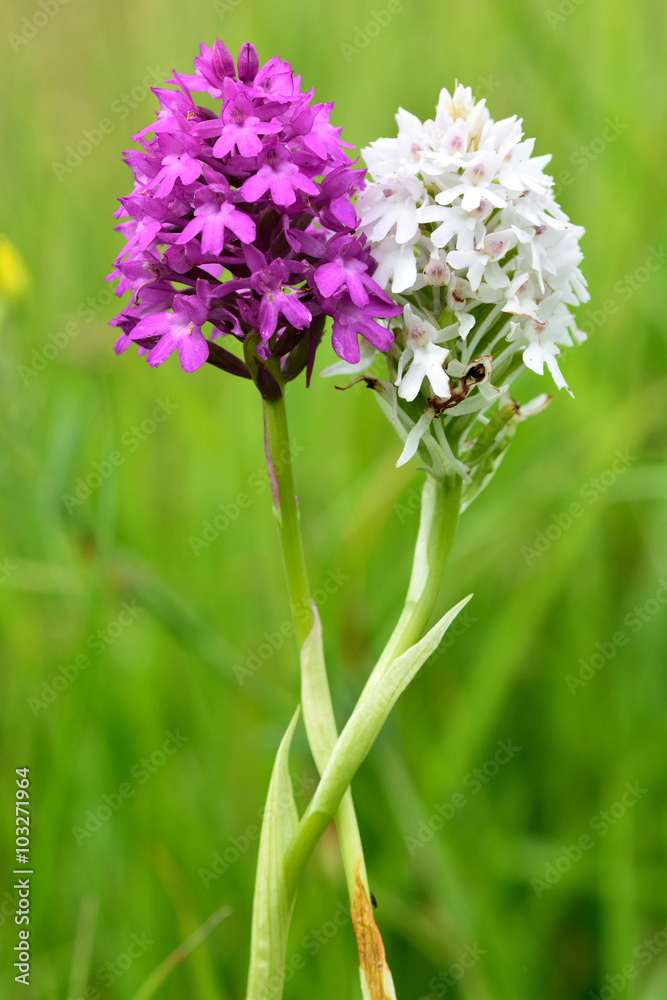 Colour variants of pyramidal orchid (Anacamptis pyramidalis). Unusual colour form of orchids in flower in a British meadow, in the family Orchidaceae Colour variants of pyramidal orchid (Anacamptis pyramidalis). Unusual colour form of orchids in flower in a British meadow, in the family Orchidaceae