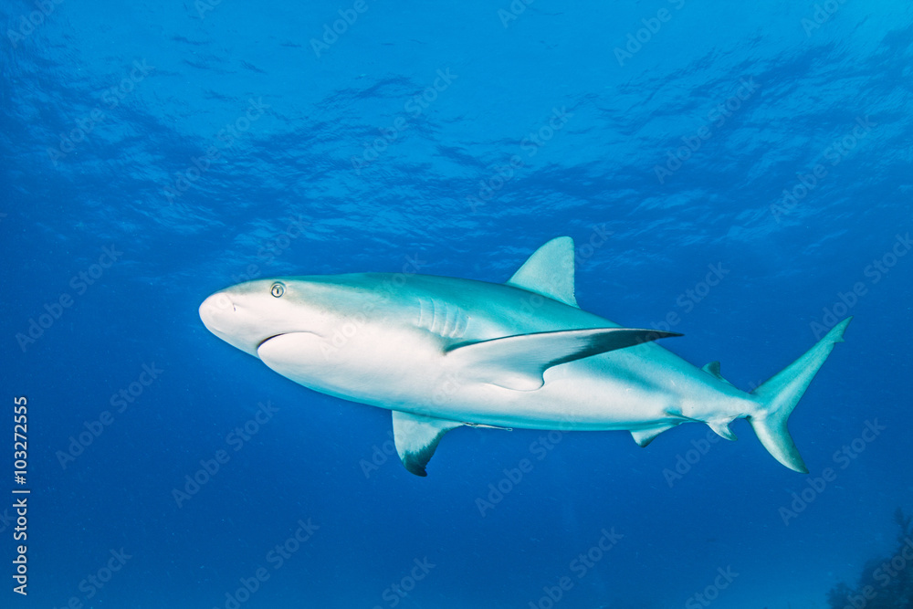 Caribbean reef shark Caribbean reef shark
