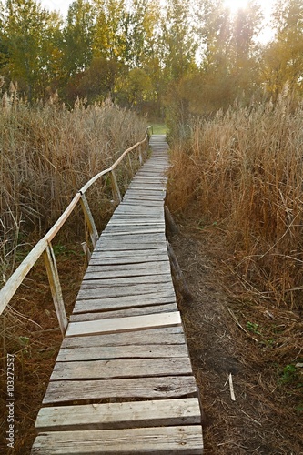 Swamp walking path