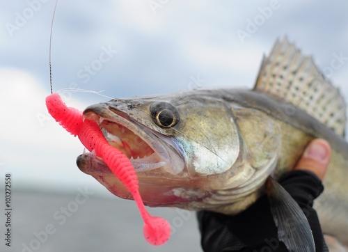 Walleye fishing: pink worm