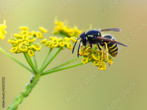 Fotótapéta wasp of the garden on a yellow wild flower