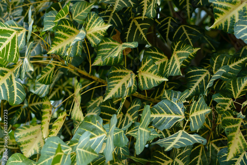 vintage tone of Texture of a green leaf. Green Leaf isolated bac