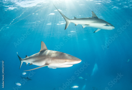 Caribbean reef shark © Michael Bogner