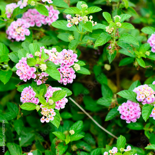 Wallpaper Mural Small pink flowers on a background of green leaves Torontodigital.ca