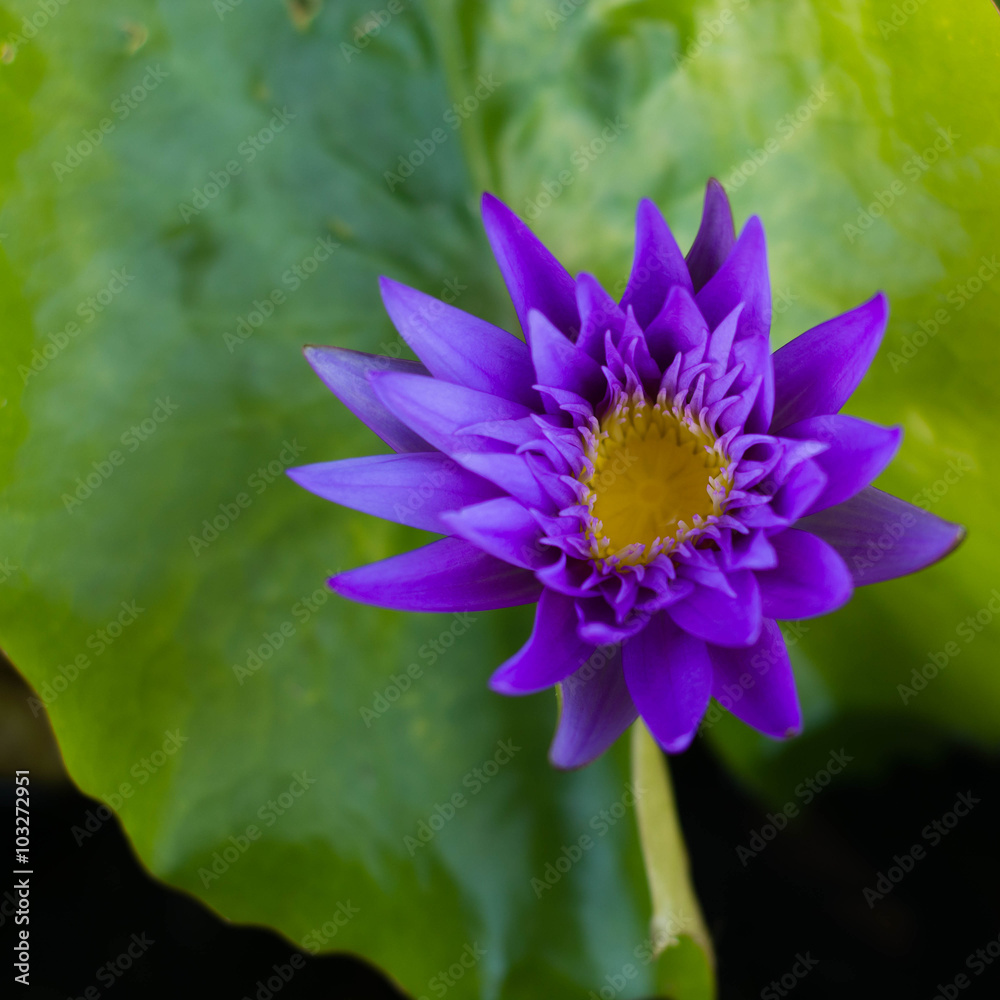 Lotus, white, yellow and green of the leaves look beautiful Lotus, white, yellow and green of the leaves look beautiful