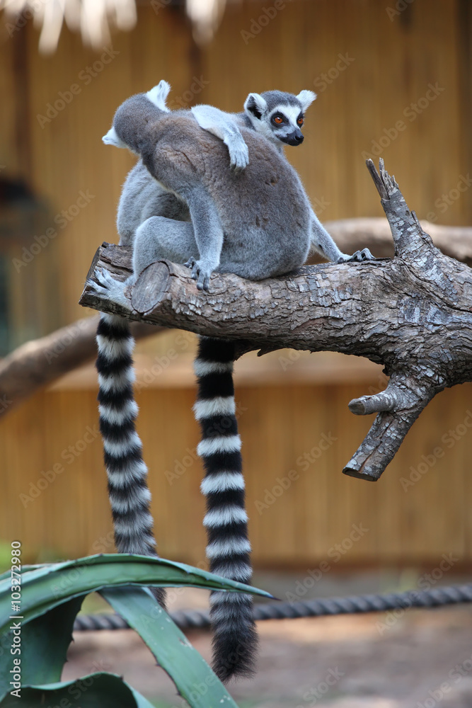 Obraz premium funny image of two ring-tailed lemurs