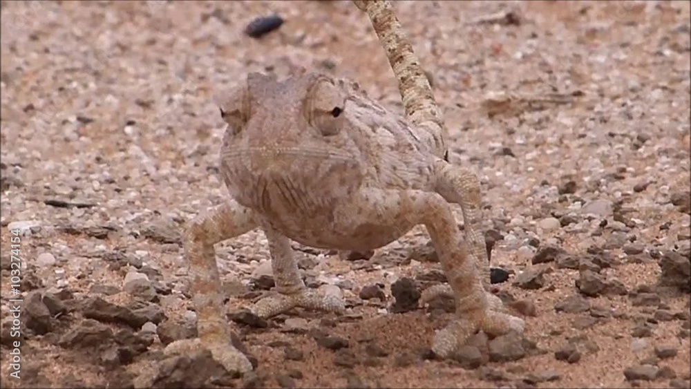 Chamäleon in der Namib-Wüste, Namibia, Afrika