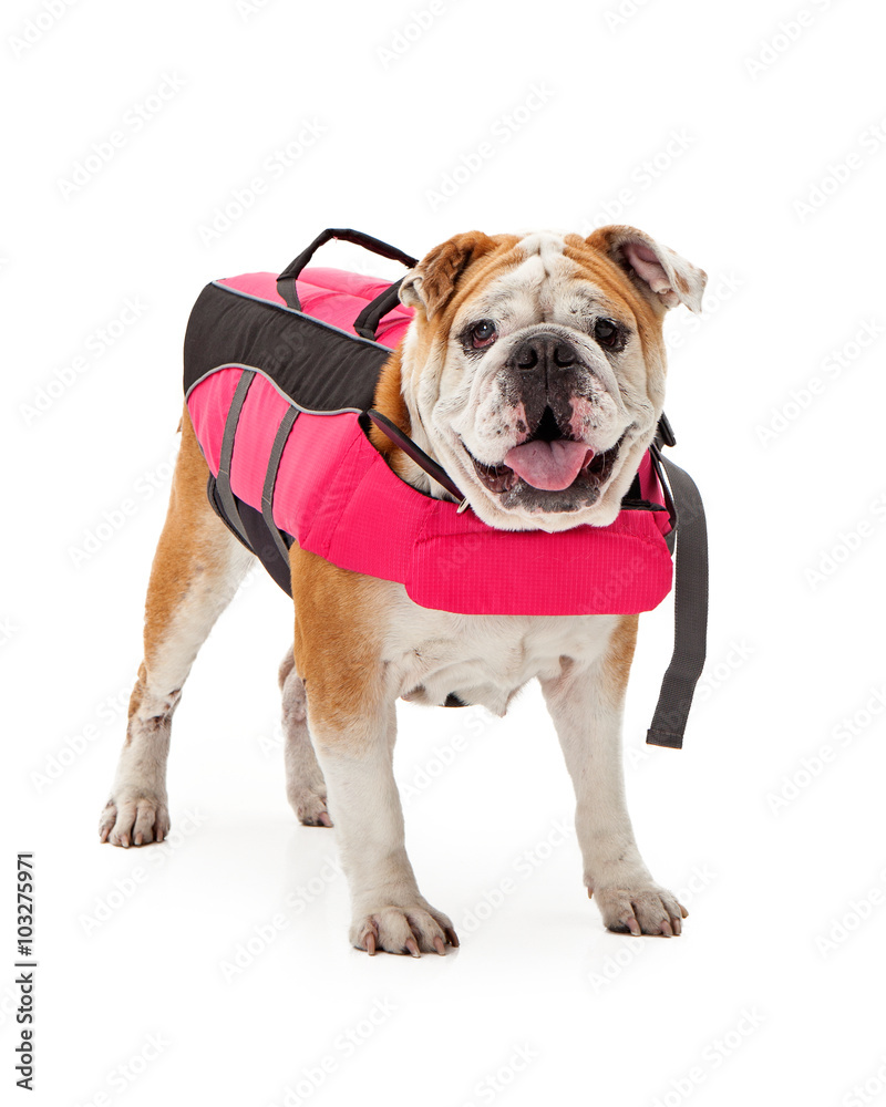 Bulldog Wearing Pink Life Vest