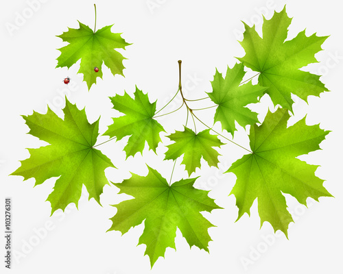 Summer leaf maple and maple branch isolated on white