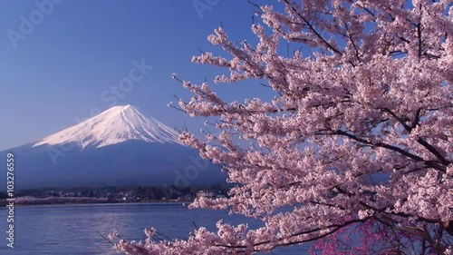 富士山と桜