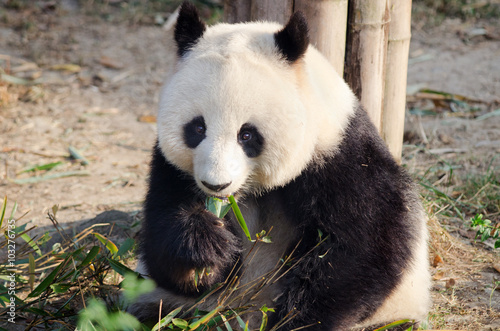 Giant Panda Eating Bamboo  Chengdu  China