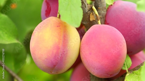 Plum panorama from bottom up
