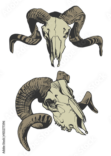 Illustration with two goat skulls.