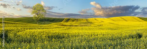 panorama pola młodego,kwitnącego rzepaku