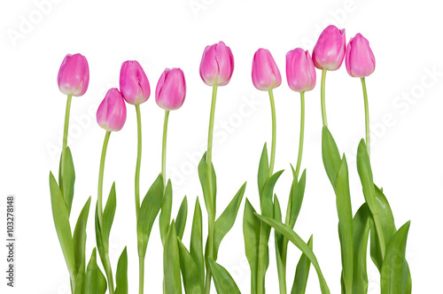 Pink tulip flowers