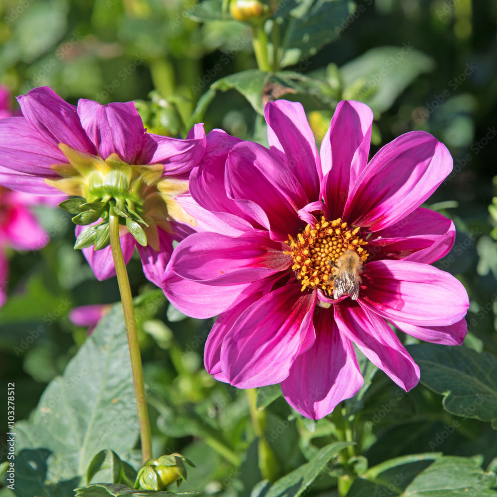 Obraz premium Dahlien - Dahlias