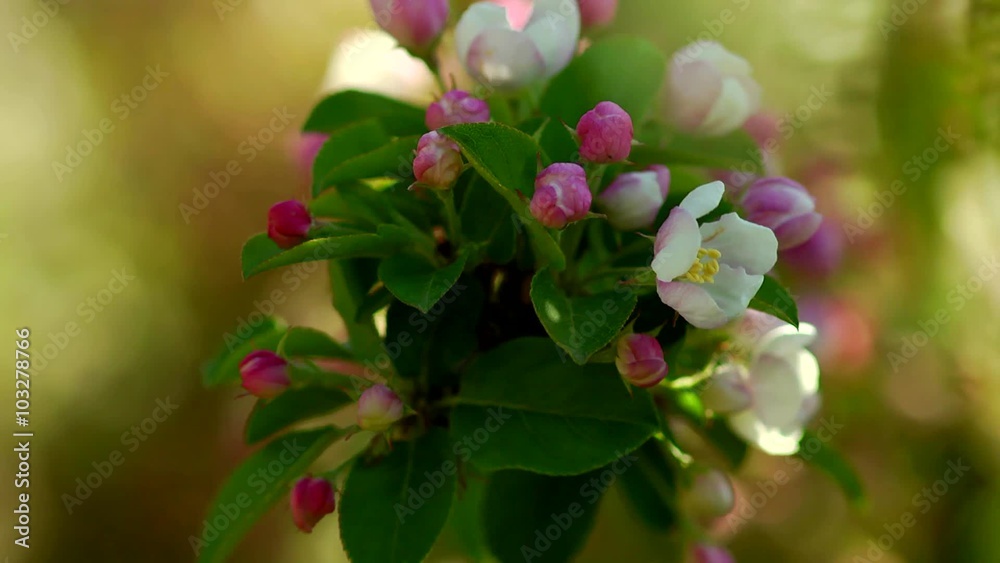 Blooming Apple trees in the garden focus Blooming Apple trees in the garden focus