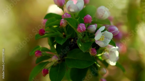 Blooming Apple trees in the garden focus