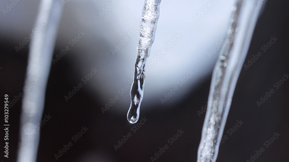 Icicles dripping and melting from swaying tree branch Icicles dripping and melting from swaying tree branch