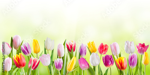 Fototapeta Naklejka Na Ścianę i Meble -  Spring meadow