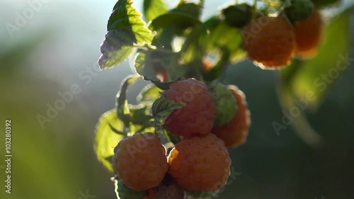 Yellow raspberry static HD