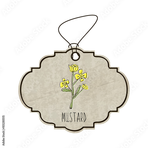 Handdrawn illustration from the collection of spices and herbs. The old label in retro style with colorful fragrant flower of mustard. Vector