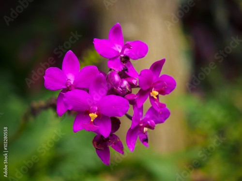 Violet Spathoglottis plicata orchid in a garden, Singapore