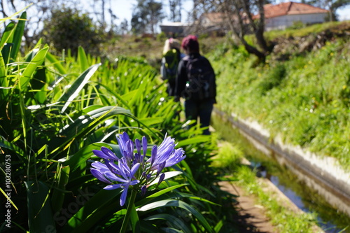 Wanderung an der Levada de Calheta von Prazeres nach Raposeira