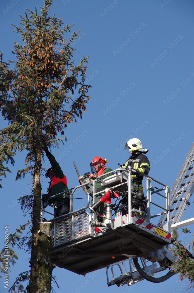 Fototapeta premium Baumschnitt