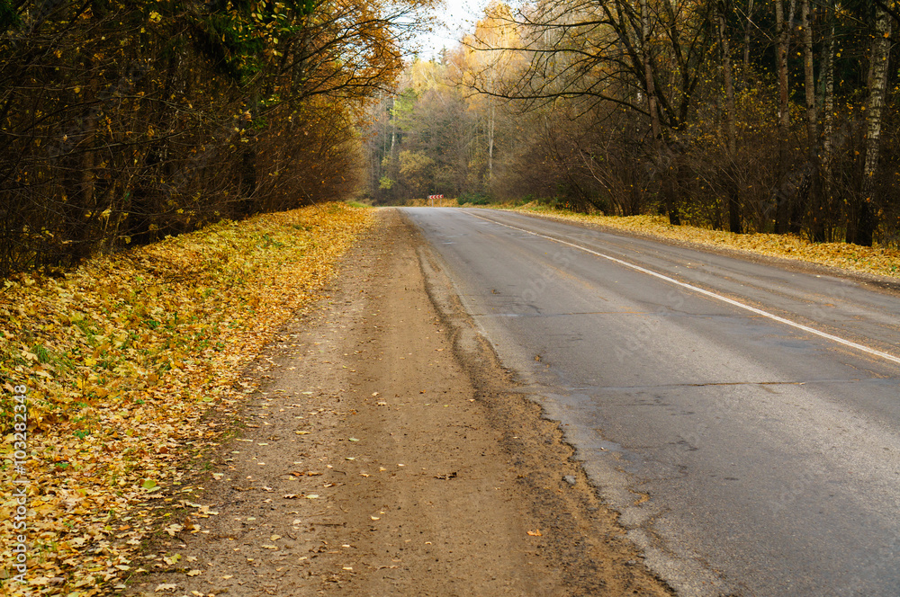 road through the autumn forest with yellow leaves road through the autumn forest with yellow leaves