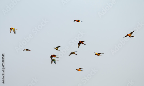 Parrots flying in the sky. © muangsatun