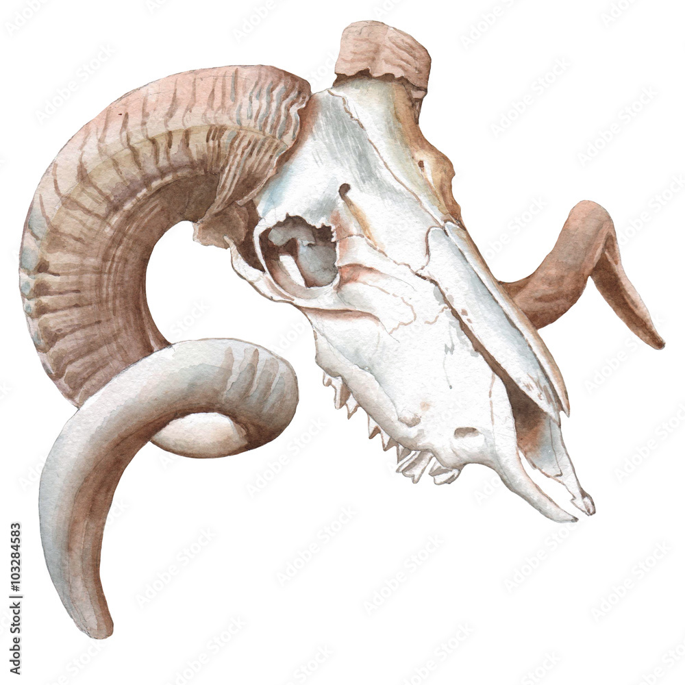 Illustration with goat skull. Illustration with goat skull.