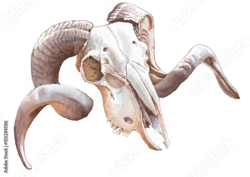 Illustration with goat skull.