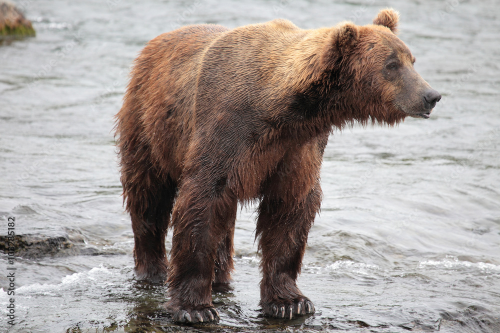 standing bear, Katmai standing bear, Katmai