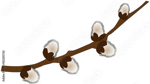 The branch of pussy-willow