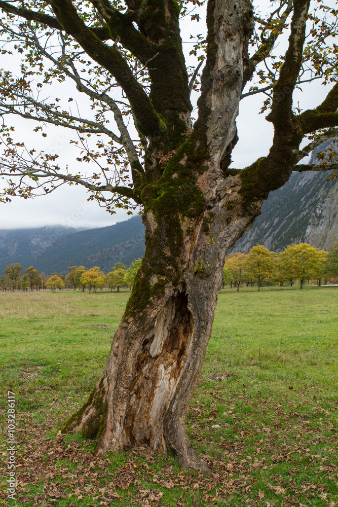 Fototapeta premium maple tree