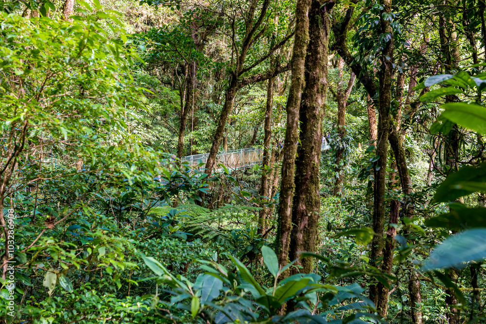 Obraz premium Cloudforest - Monteverde, Costa Rica