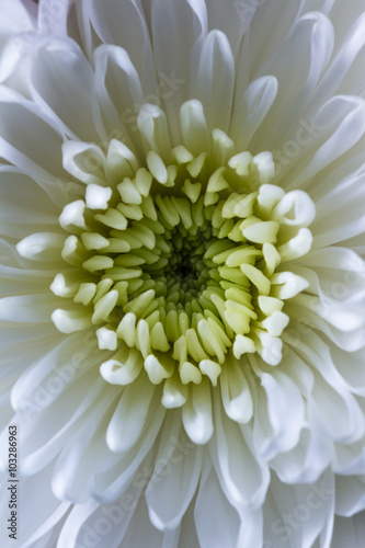 macro of a white Chrysanthemum