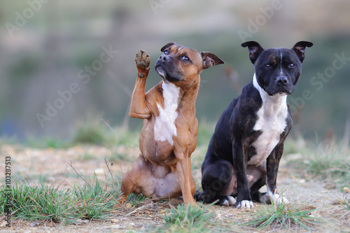 Εκτύπωση καμβά Staffordshire bull terrier