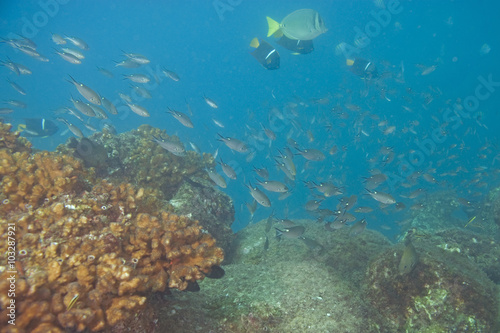 Fish at coral reef at Cabo San Lucas, Mexico