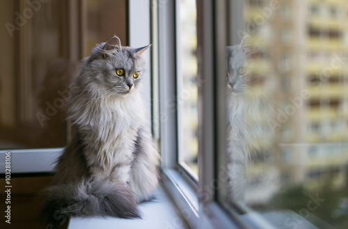 Beautiful grey cat sitting on windowsill and looking to a window 