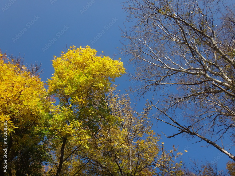 Деревья с желтыми листьями осенним солнечным днем