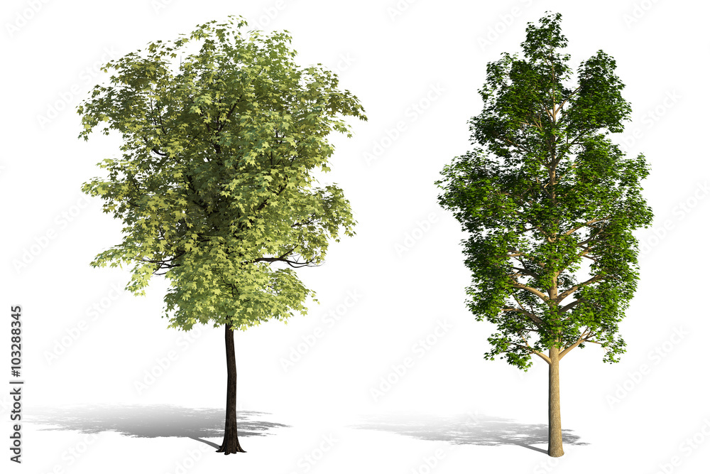 Obraz premium 3d tree render on white background