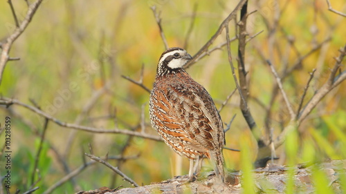 4K Florida Bobwhite (Colinus virginianus floridanus) - Male 2 photo